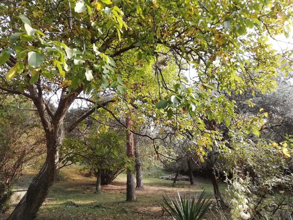 alberi.jpg