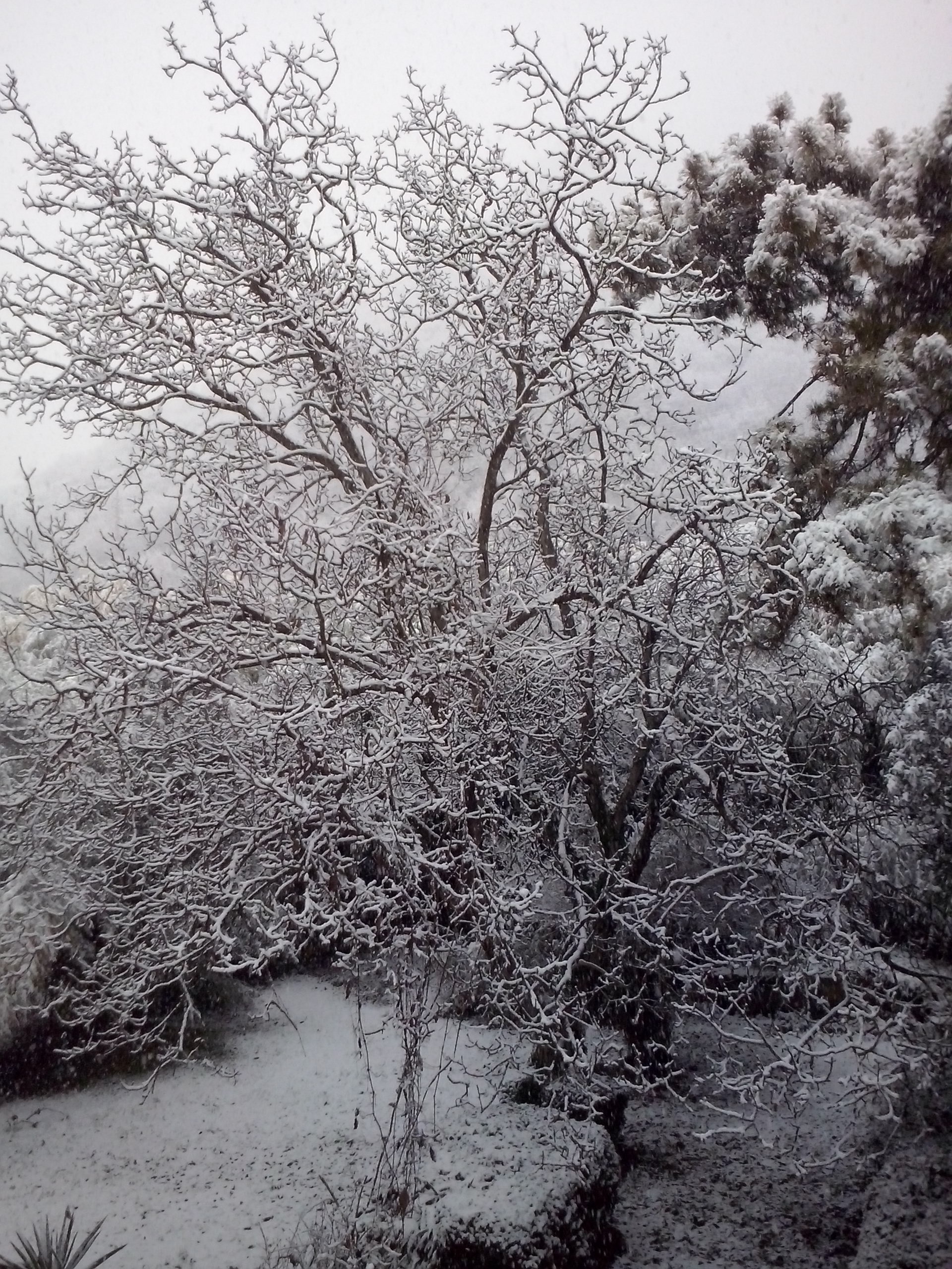 alberi02.jpeg