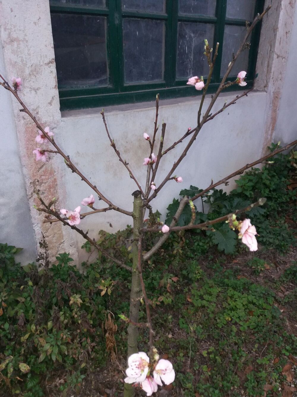 alberi03.jpg