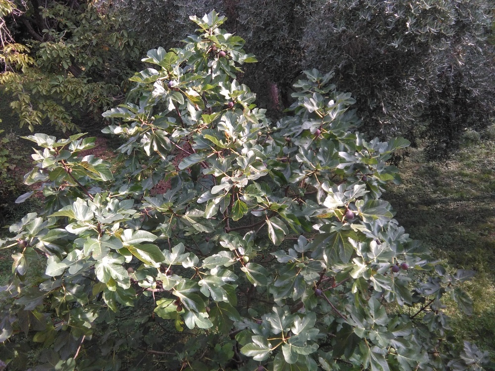 alberi04.jpg