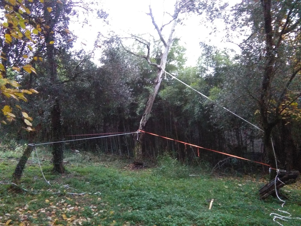 alberi05.jpg