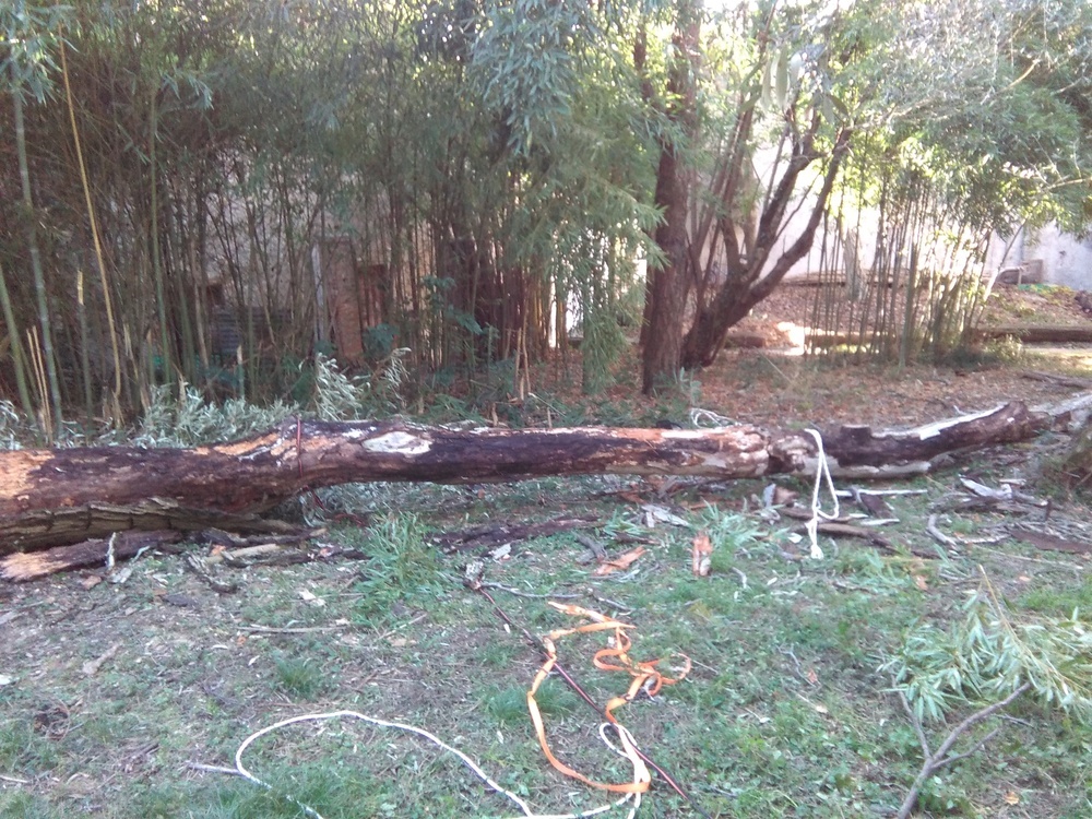 alberi08.jpg