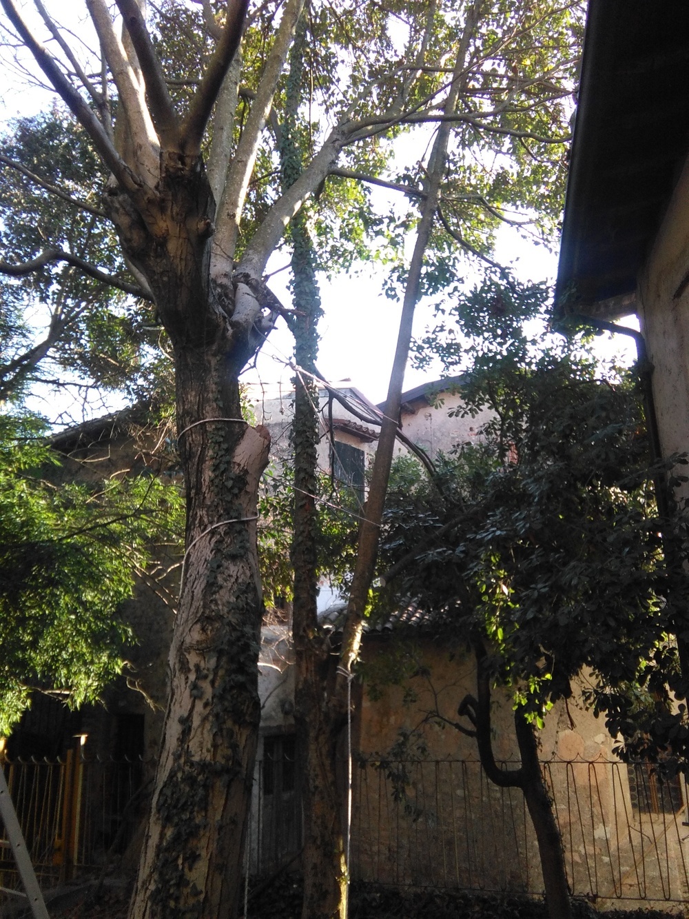 alberi09.jpg