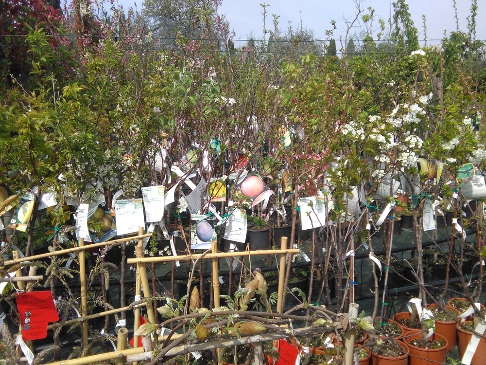alberi10.jpg
