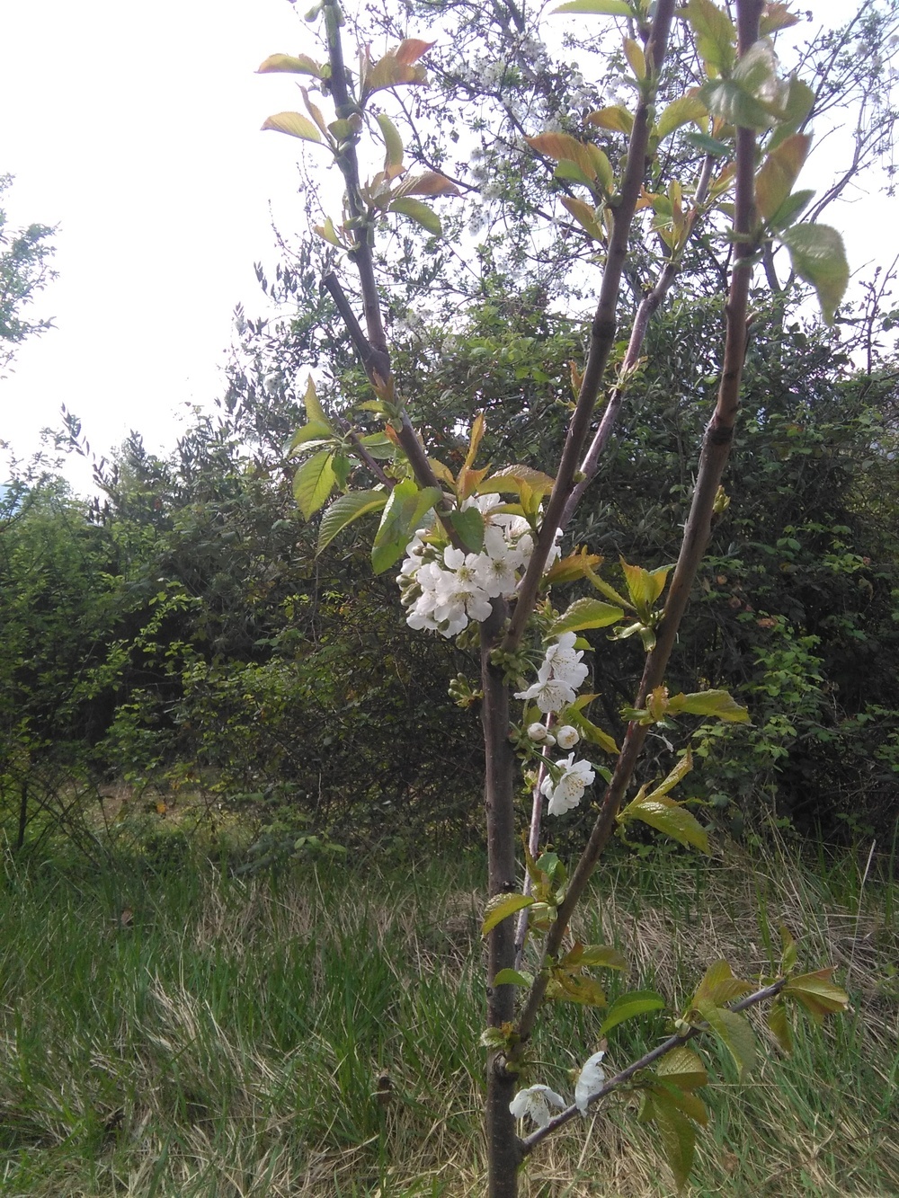 alberi11.jpg