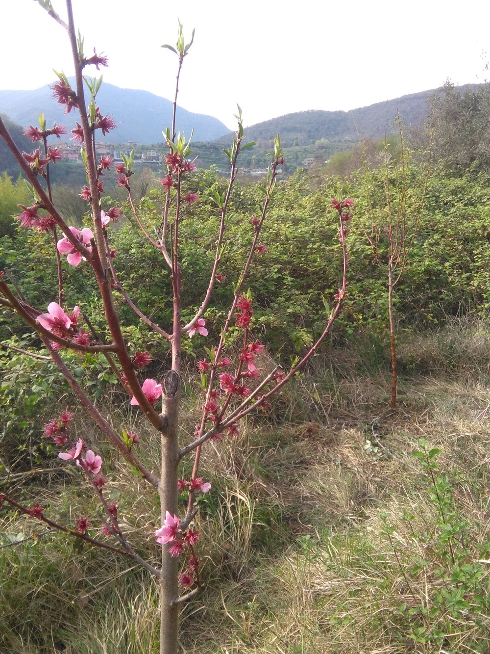 alberi12.jpg