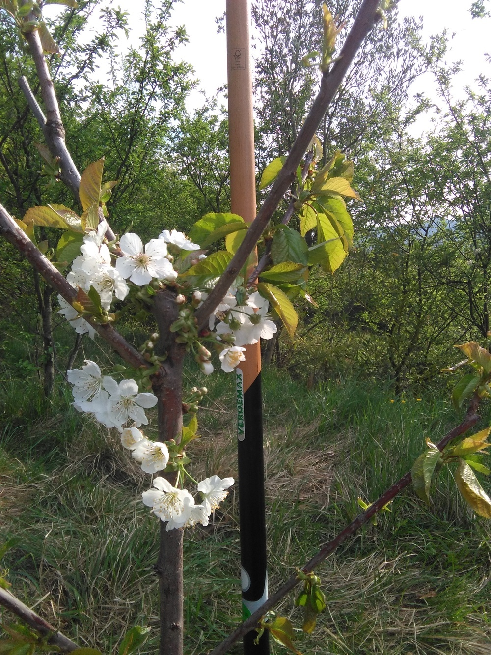 alberi13.jpg