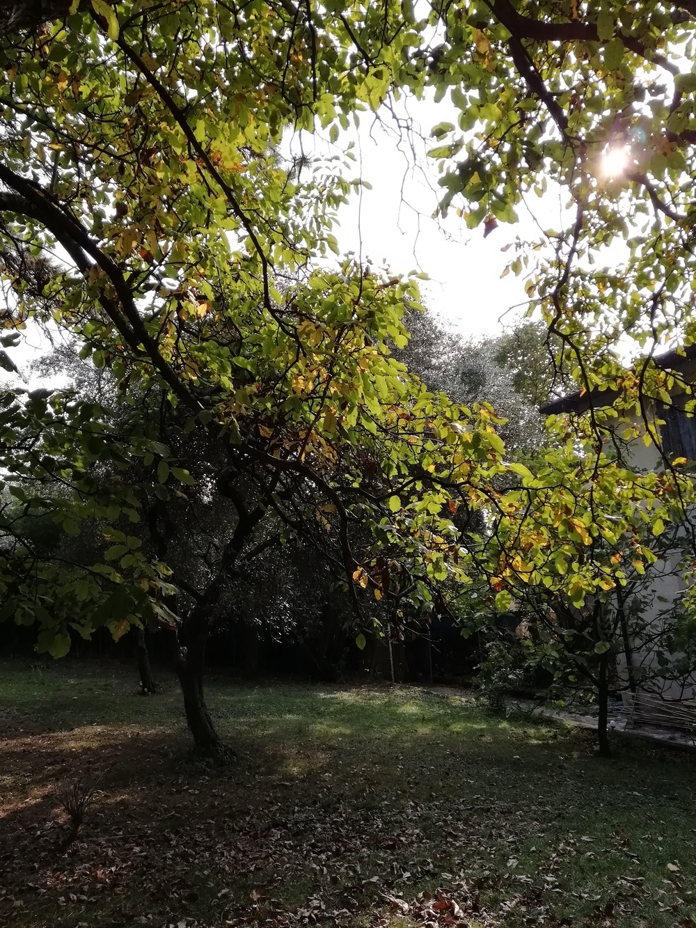 alberi18.jpg