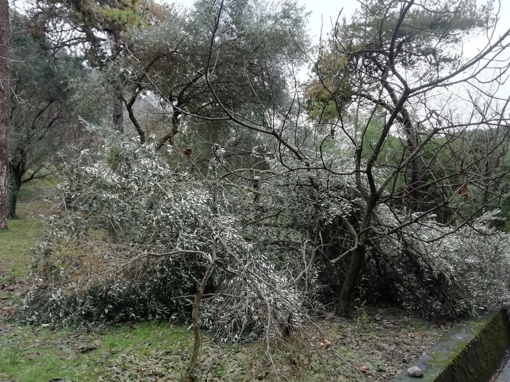 alberi22.jpg