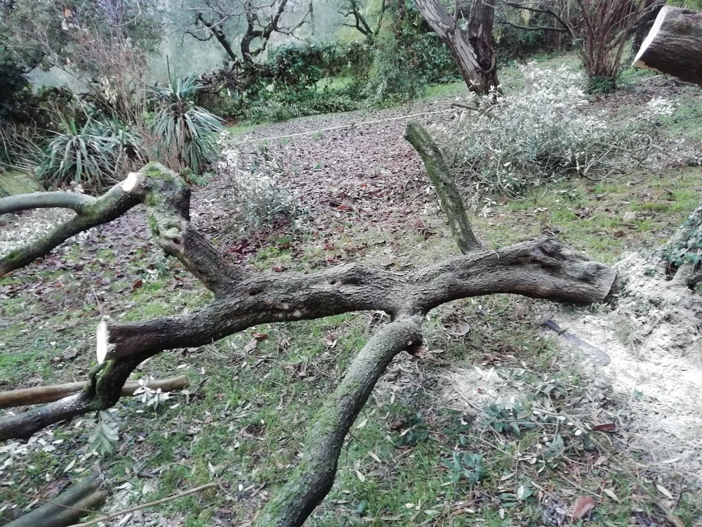 alberi23.jpg