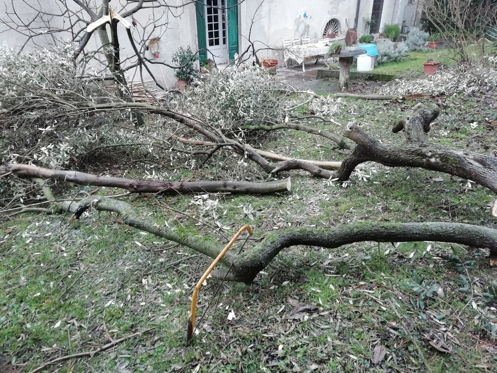 alberi24.jpg