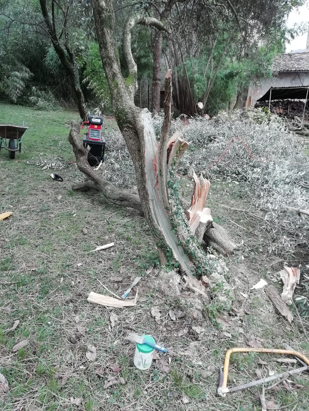alberi25.jpg