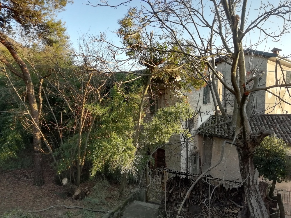alberi26.jpg