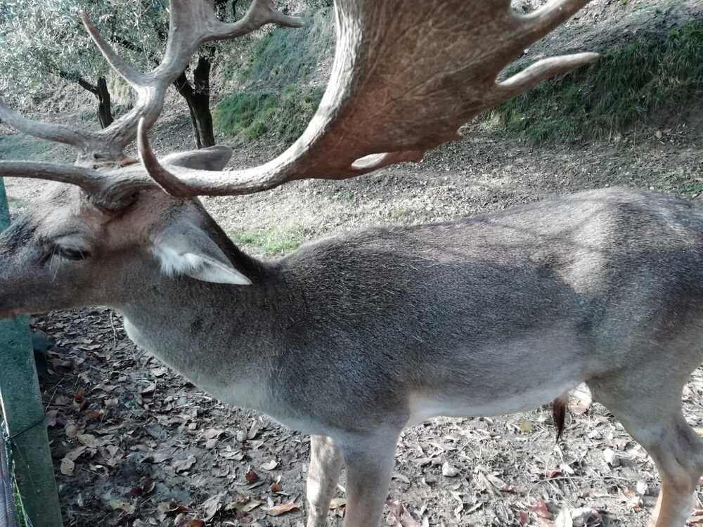 animali.jpg