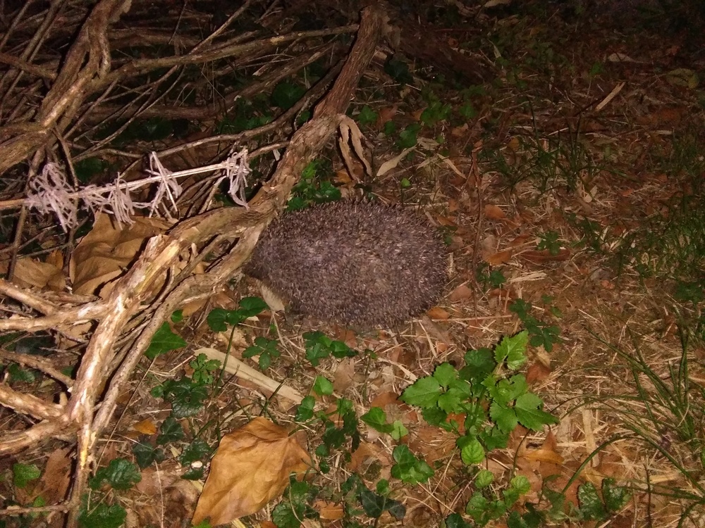 animali04.jpg