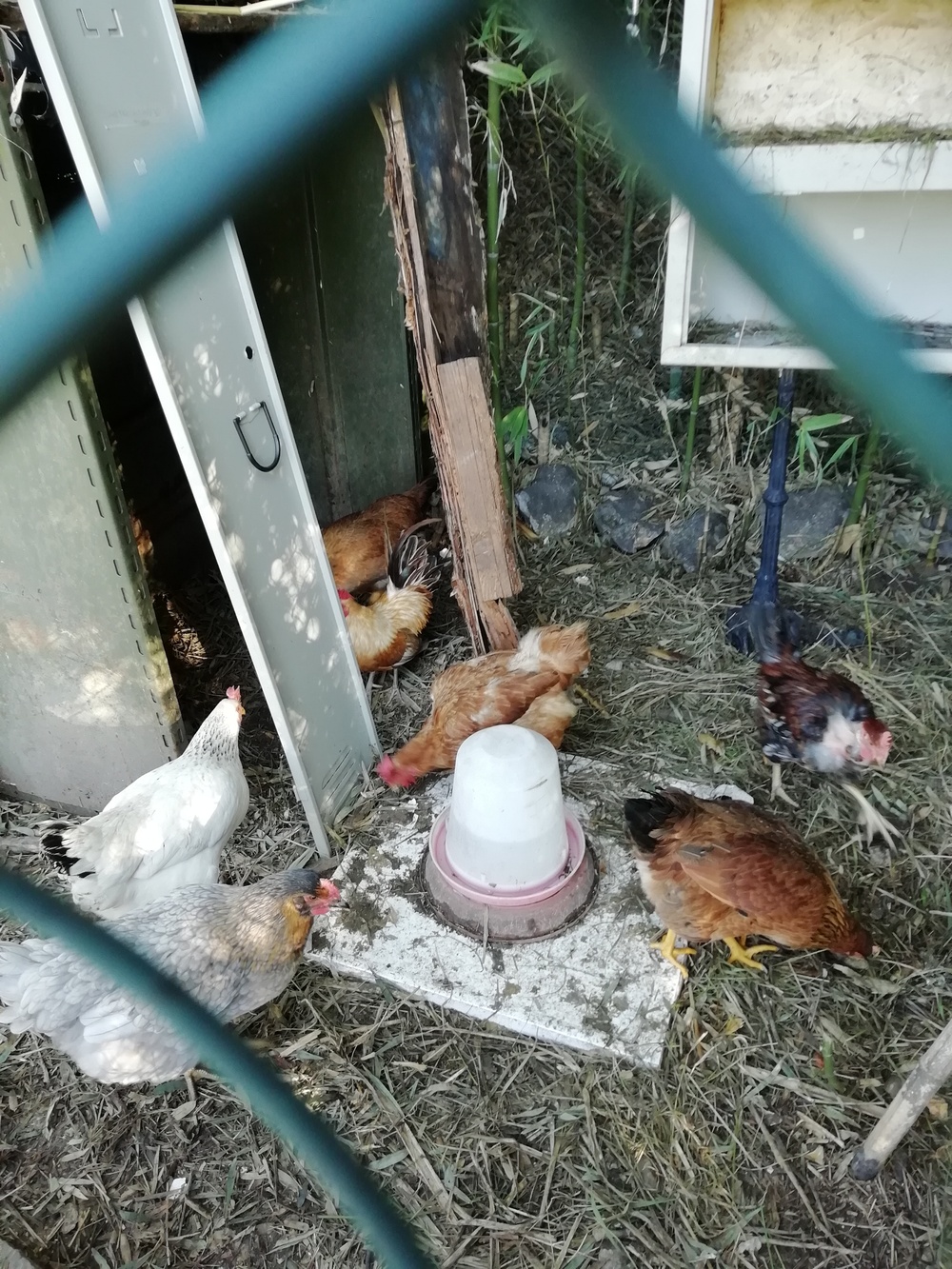 animali06.jpg