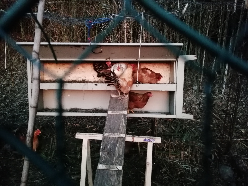 animali07.jpg