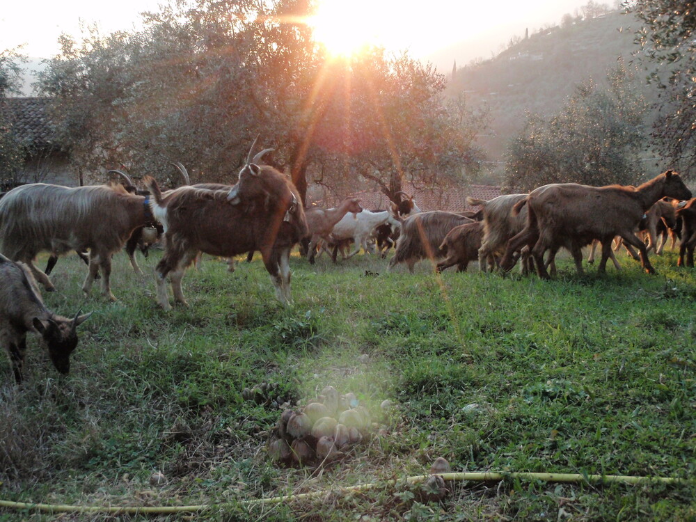 animali08.JPG