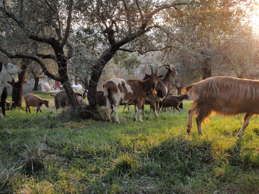 animali09.JPG