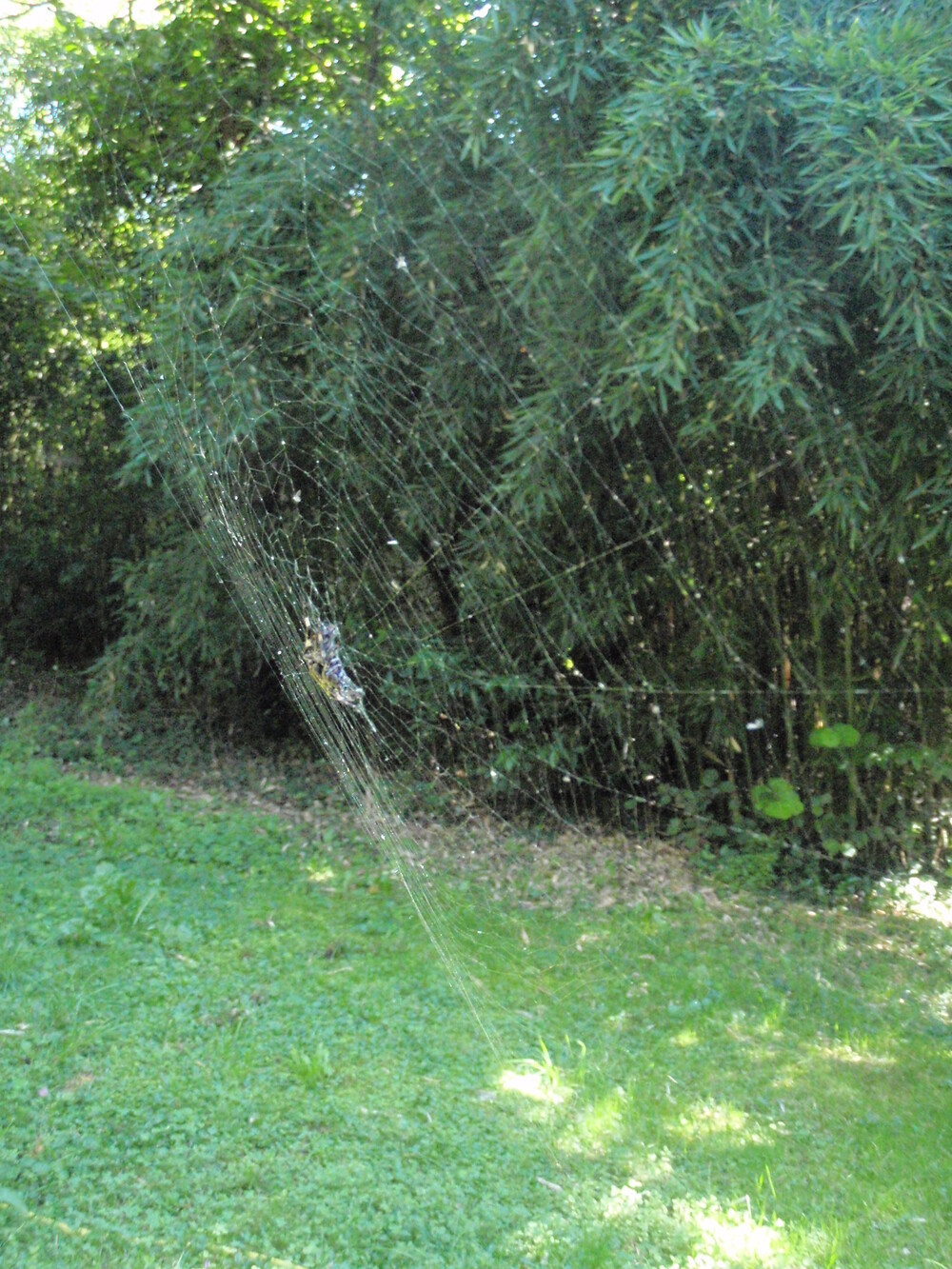 animali13.JPG