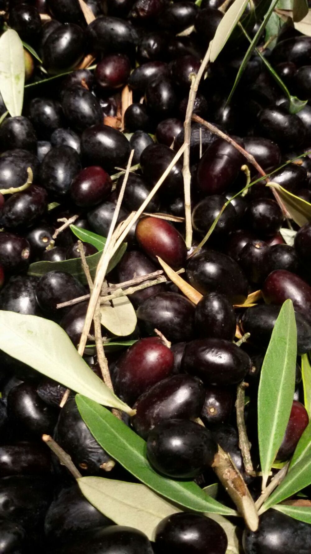 olive02.jpg