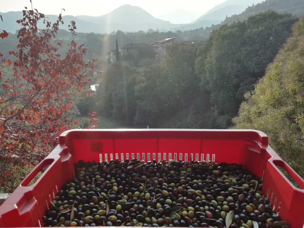 olive03.jpg