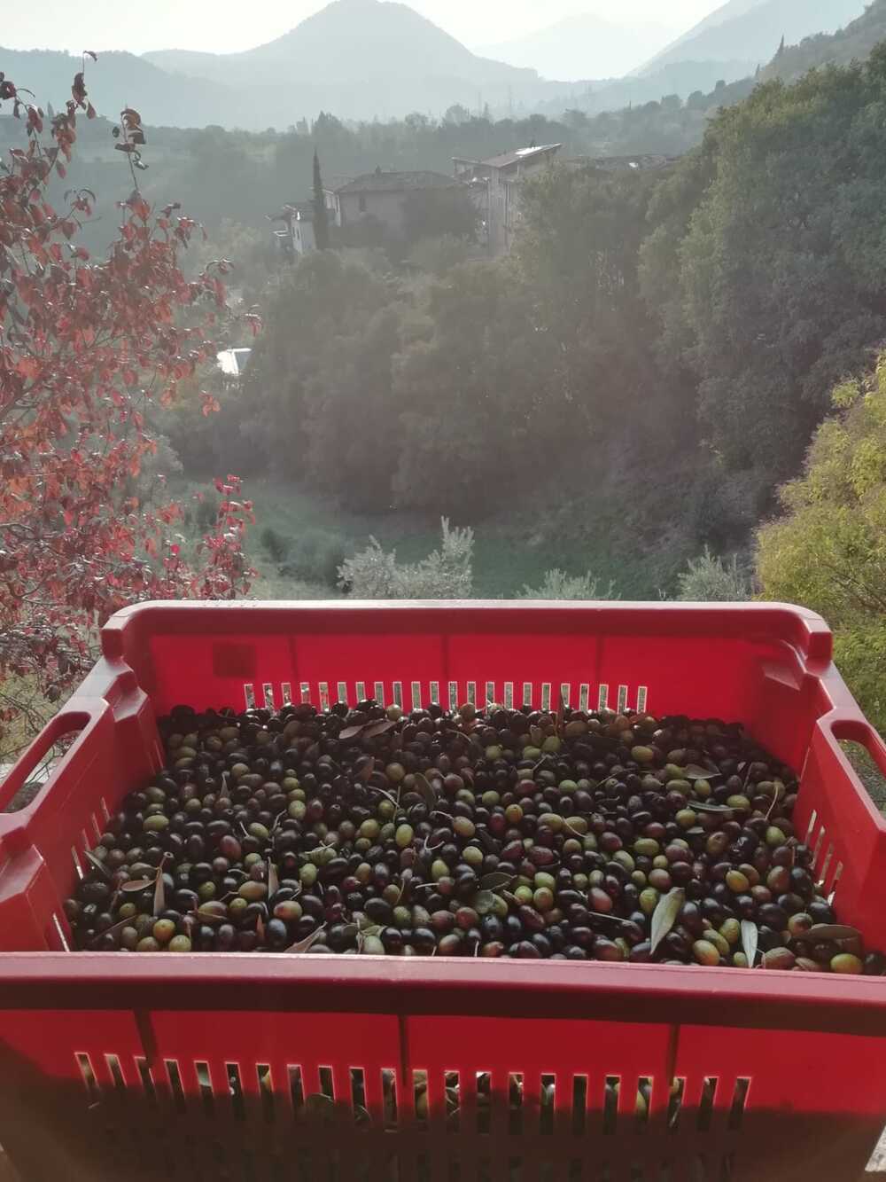 olive04.jpg