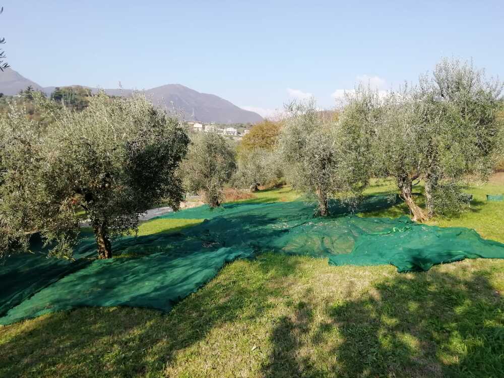 olive06.jpg