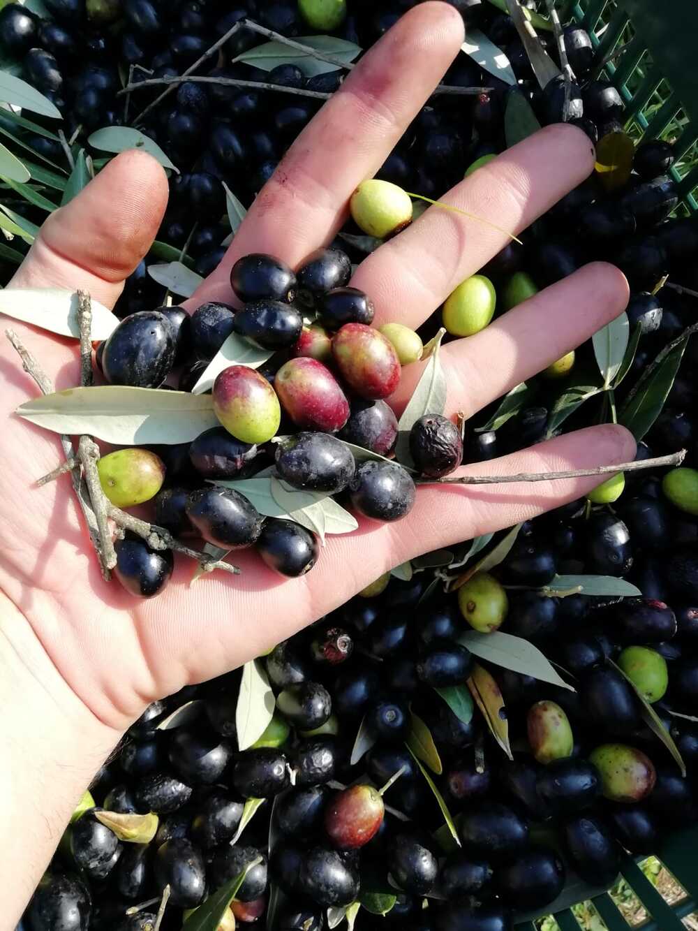 olive07.jpg