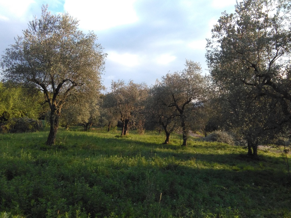 olive09.jpg
