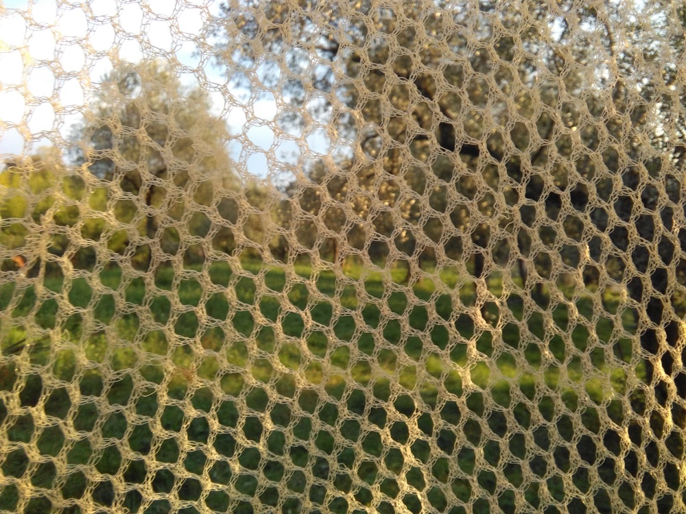 olive13.jpg