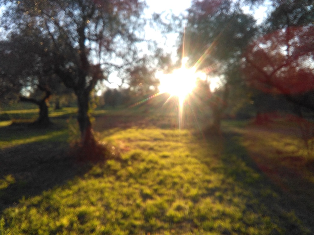 olive18.jpg