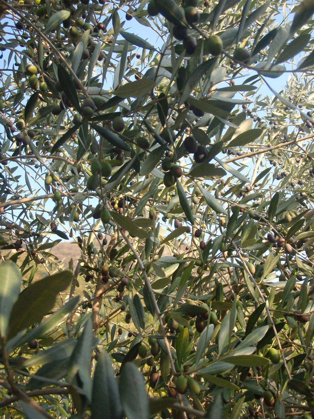 olive21.JPG
