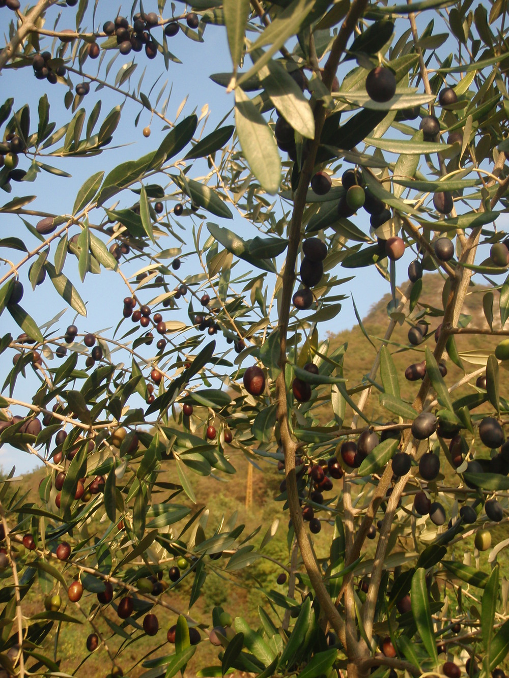 olive22.JPG