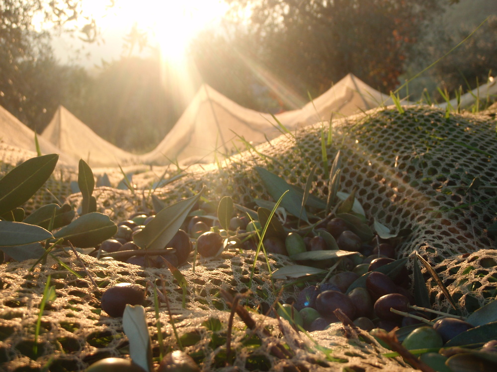 olive23.JPG