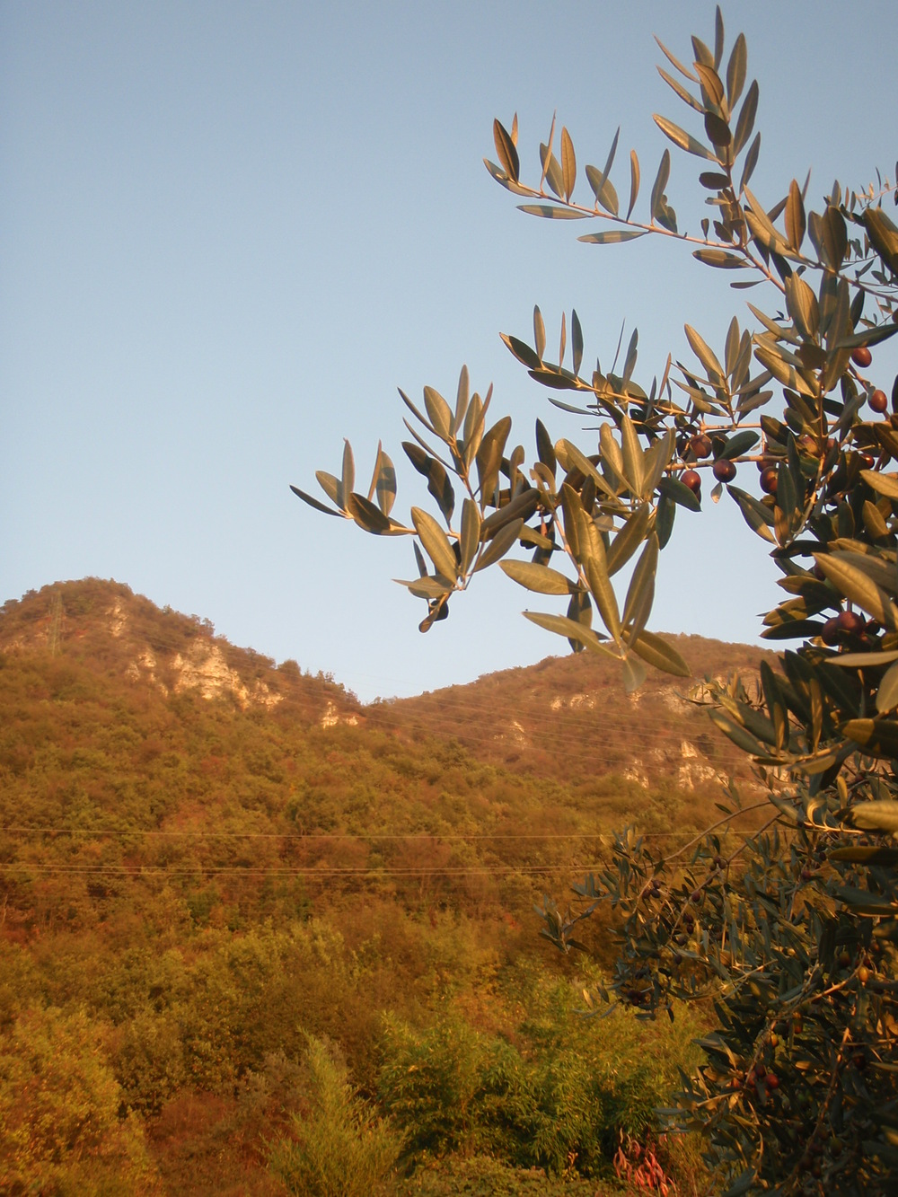 olive24.JPG